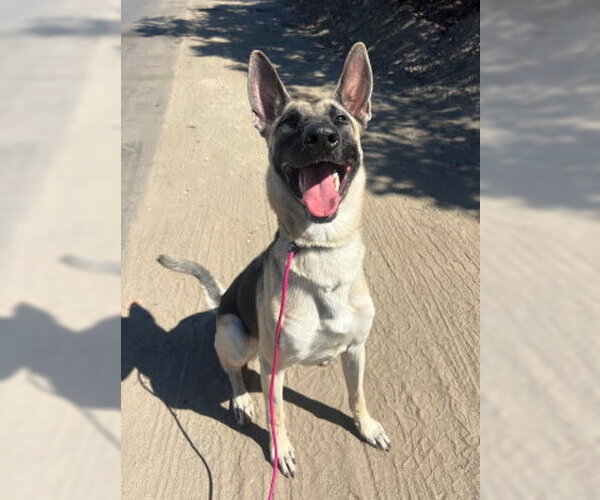 Medium Photo #4 Anatolian Shepherd-Unknown Mix Puppy For Sale in Ventura, CA, USA