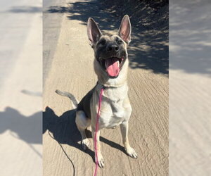 Seraphine - Female Anatolian Shepherd-Unknown Mix Dog for Adoption - Photo #4
