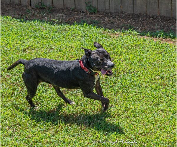 Medium Photo #4 American Staffordshire Terrier-Labrador Retriever Mix Puppy For Sale in Munford, TN, USA