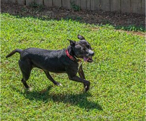 Raven - Female American Staffordshire Terrier-Labrador Retriever Mix Dog for Adoption - Photo #4