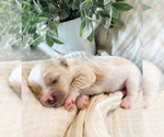 Small Photo #14 Cavapoo Puppy For Sale in MARQUAND, MO, USA