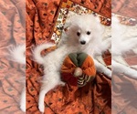 Small Photo #31 Pomsky Puppy For Sale in GOLDEN VALLEY, AZ, USA