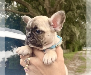 French Bulldog Puppy for sale in TAMPA, FL, USA