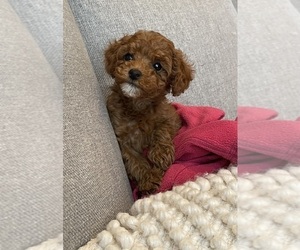 Poodle (Miniature) Puppy for Sale in OCONOMOWOC, Wisconsin USA