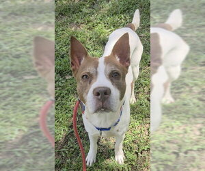 Pointer-Unknown Mix Dogs for adoption in Fort Lauderdale, FL, USA
