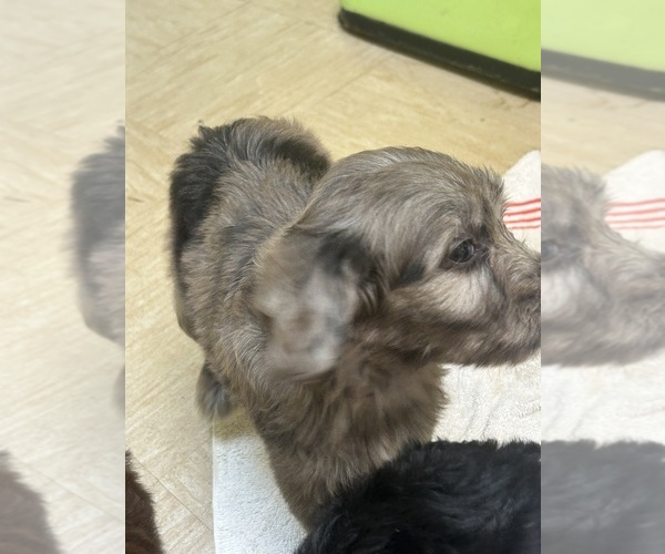 Medium Photo #2 F2 Aussiedoodle Puppy For Sale in BUSH, LA, USA
