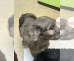 Small #1 F2 Aussiedoodle