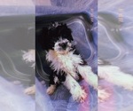 Small Photo #9 Aussiedoodle Miniature  Puppy For Sale in DURHAM, CT, USA