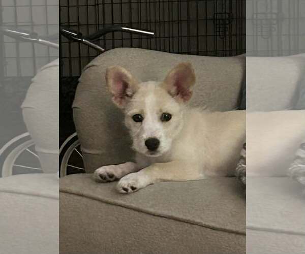 Medium Photo #1 Mutt Puppy For Sale in Spring Lake, NC, USA