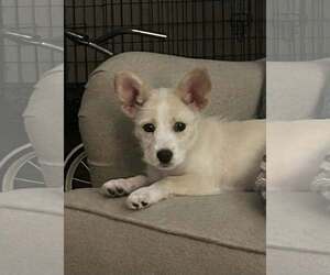 Mutt Dogs for adoption in Spring Lake, NC, USA