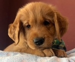 Litter of 10 - Male(s) and Female(s) Golden RetrieverLitter of Puppies for Sale - Photo #6