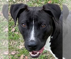 Labrador Retriever-Unknown Mix Dogs for adoption in Texas City, TX, USA