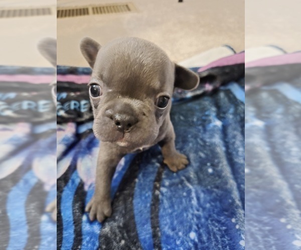 Medium Photo #6 French Bulldog Puppy For Sale in SNELLVILLE, GA, USA