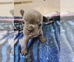 Frenchie - Male French Bulldog Puppy for Sale - Photo #6