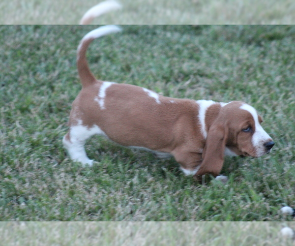 Medium Photo #30 Basset Hound Puppy For Sale in MEMPHIS, MO, USA