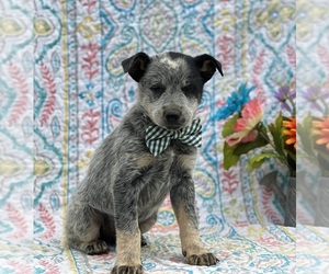 Texas Heeler Puppy for sale in LANCASTER, PA, USA