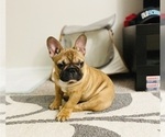 Small Photo #1 French Bulldog Puppy For Sale in DAVIE, FL, USA