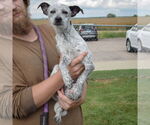 Small #4 Mutt