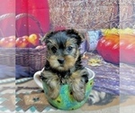 Small #1 Yorkshire Terrier