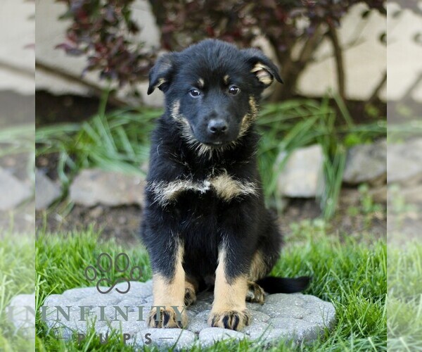 Medium Photo #3 Australian Shepherd-German Shepherd Dog Mix Puppy For Sale in BIRD IN HAND, PA, USA