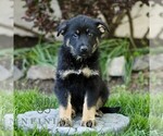 Small #2 Australian Shepherd-German Shepherd Dog Mix