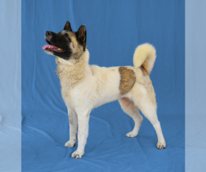 Akita-Unknown Mix Dogs for adoption in Pasadena, CA, USA