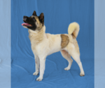 Small Akita Mix