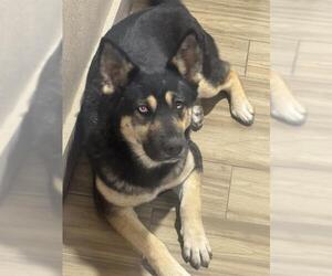 German Shepherd Dog-Huskies Mix Dogs for adoption in San Antonio, TX, USA