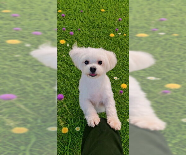 Medium Photo #2 Shih Tzu Puppy For Sale in Weston, FL, USA