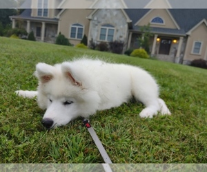 Samoyed Puppy for sale in HARRIMAN, NY, USA