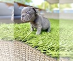 Small Photo #36 French Bulldog Puppy For Sale in MEMPHIS, TN, USA