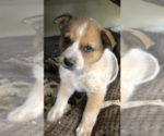 Small Photo #5 Australian Cattle Dog Puppy For Sale in CARROLLTON, MS, USA