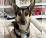 Small #14 German Shepherd Dog Mix