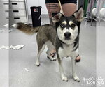 Small #1 Siberian Husky Mix