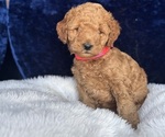 Small Photo #57 Goldendoodle (Miniature) Puppy For Sale in SAN FERNANDO, CA, USA