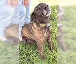 Small #2 Boxer-Plott Hound Mix