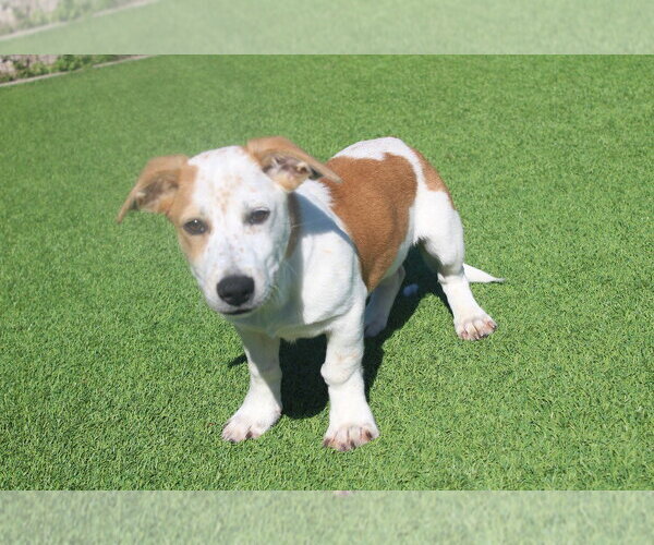 Medium Photo #3 Basset Hound-Unknown Mix Puppy For Sale in Chestertown, MD, USA