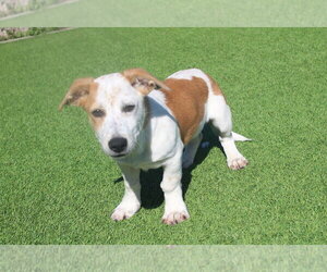 Scarecrow - Male Basset Hound-Unknown Mix Dog for Adoption - Photo #3