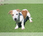 Small Photo #3 Basset Hound-Unknown Mix Puppy For Sale in Chestertown, MD, USA