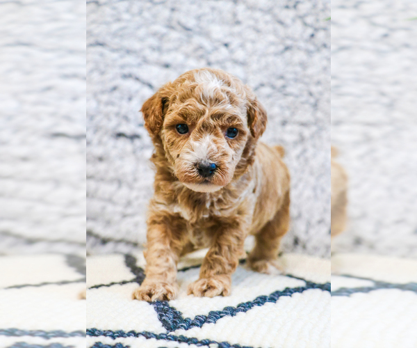 Medium Photo #10 Poodle (Toy) Puppy For Sale in SYRACUSE, IN, USA