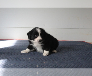 Australian Shepherd Puppy for sale in EVART, MI, USA