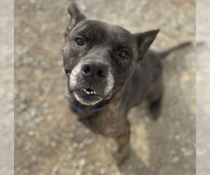Anyra - Female Mutt Dog for Adoption - Photo #5