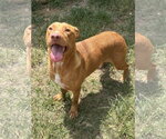 Small #1 American Pit Bull Terrier-Labrador Retriever Mix