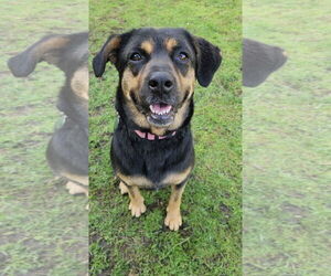 Rottweiler-Unknown Mix Dogs for adoption in pomfret, CT, USA