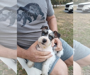 Schnauzer (Miniature) Puppy for sale in INVERNESS, FL, USA