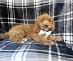 Small #4 Cavapoo
