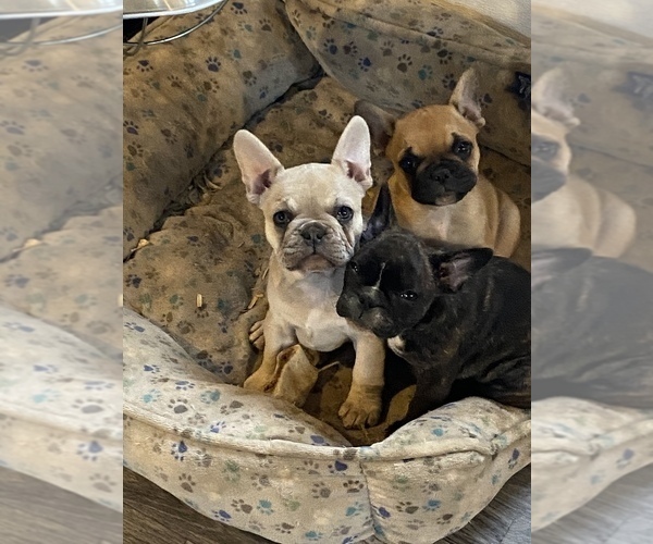 Medium Photo #13 French Bulldog Puppy For Sale in SIOUX FALLS, SD, USA