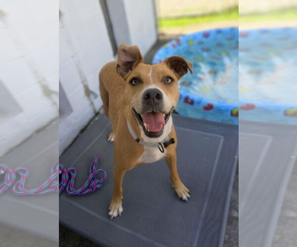 Medium Photo #1 American Pit Bull Terrier-Unknown Mix Puppy For Sale in Rockaway, NJ, USA