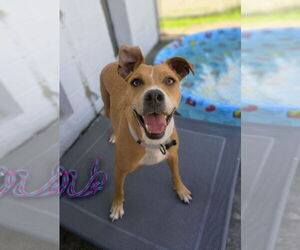 American Pit Bull Terrier-Unknown Mix Dogs for adoption in Rockaway, NJ, USA