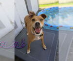 Small American Pit Bull Terrier Mix